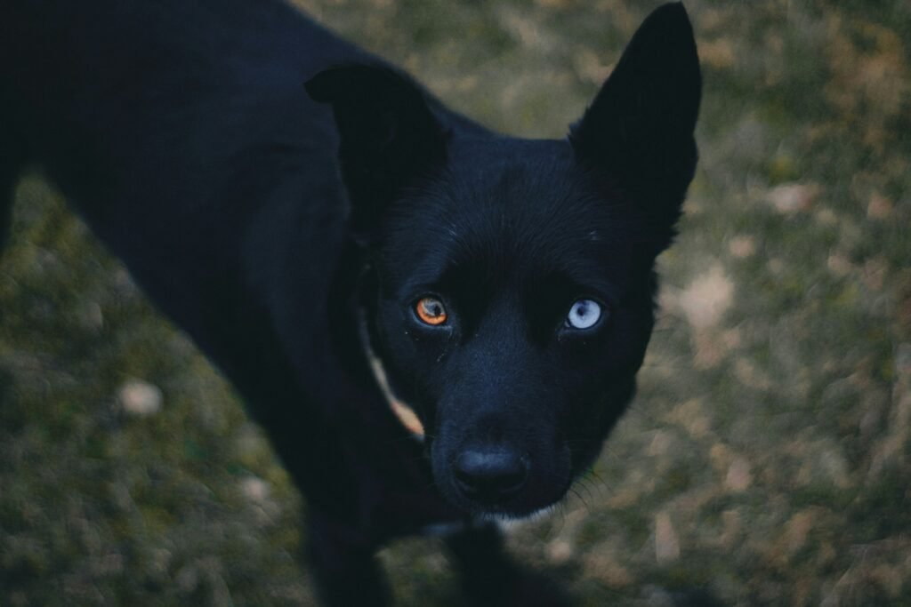 adult black dog standing