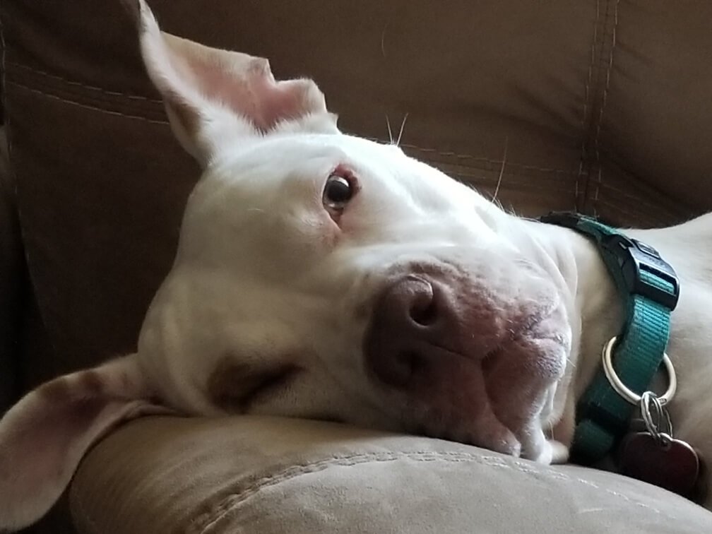 american pit bull eleanor face
