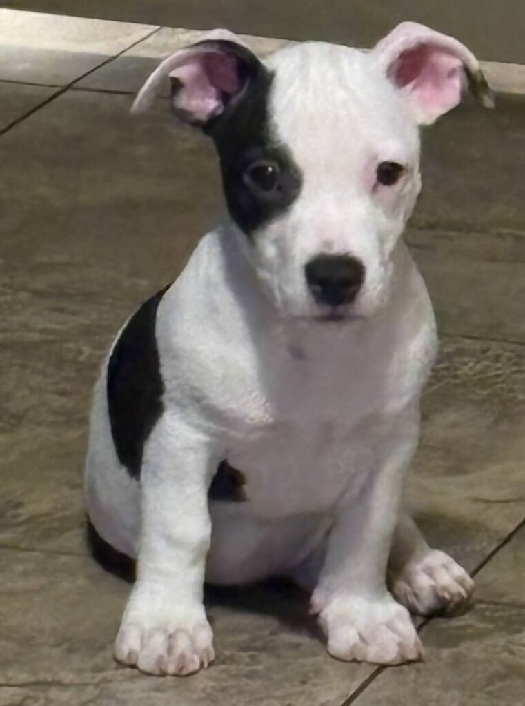 chihuahua american pit bull harper puppy