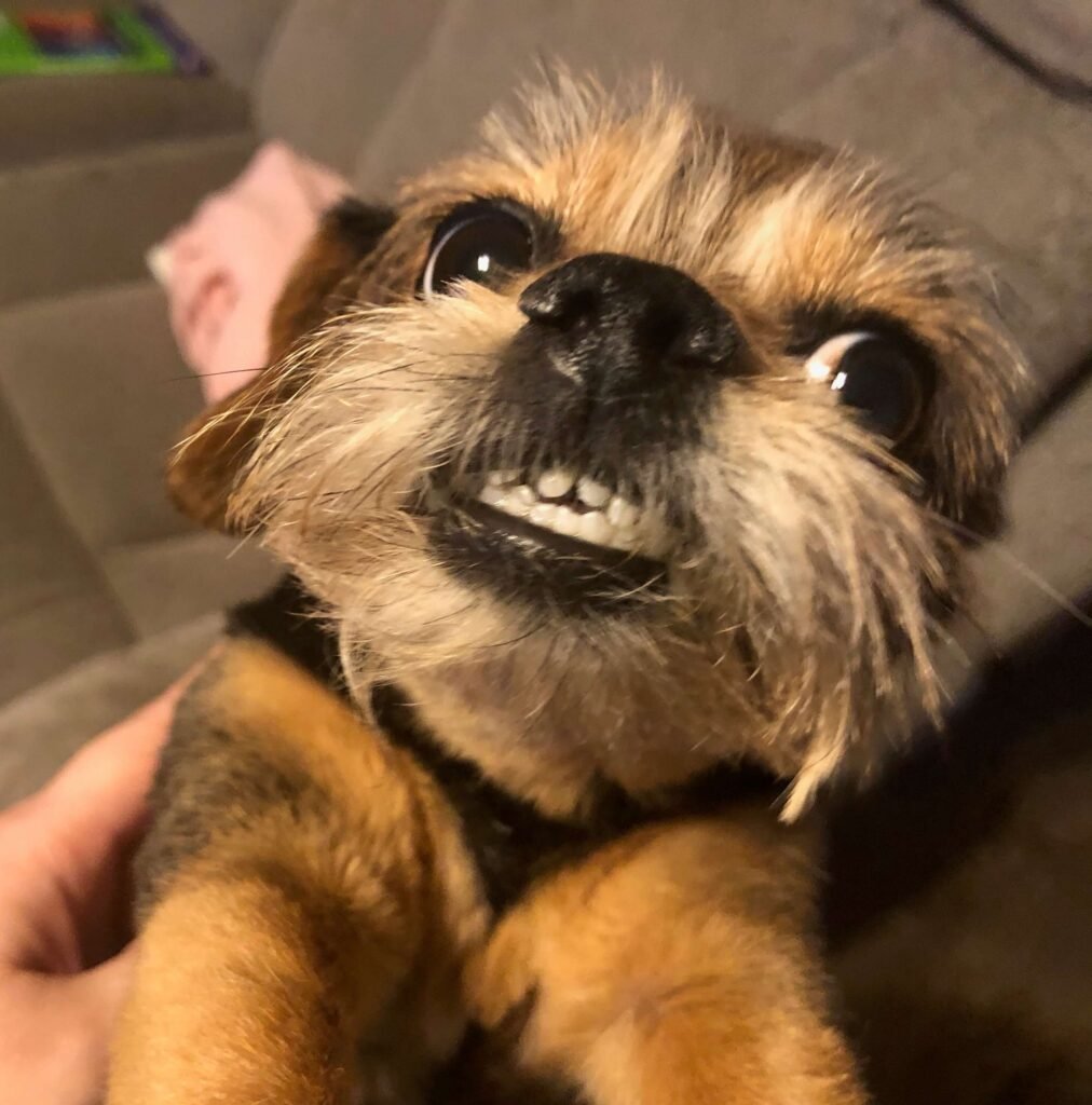 chihuahua smile xena