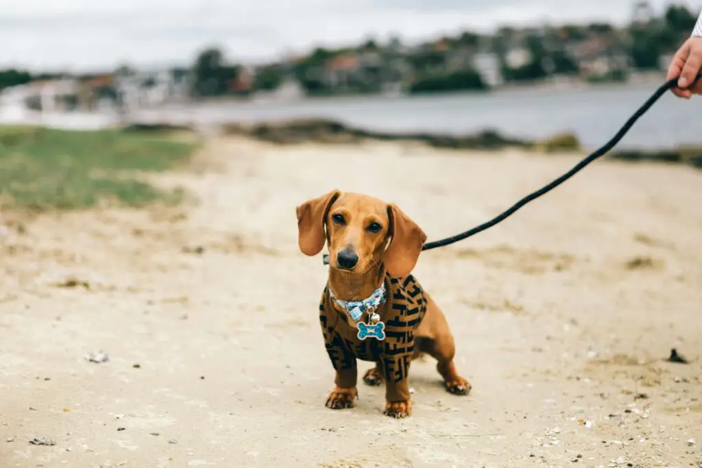 Dachsund Puppy Walking