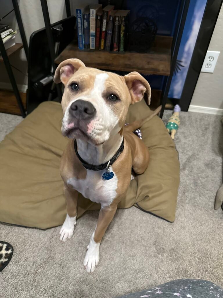 iris staffordshire terrier pit bull puppy