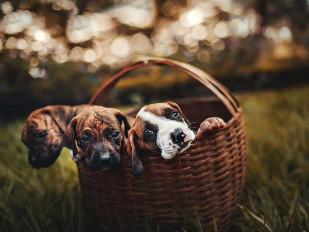 Puppies in a basket